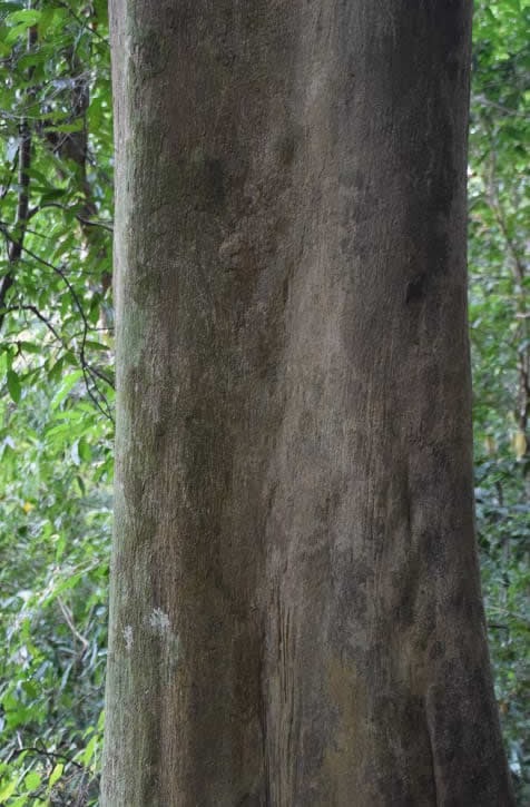 Agarwood Aquilaria tree trunk bark in Gabon forest — Africa Oud Supply